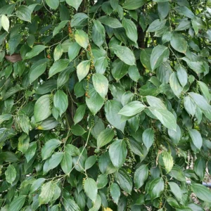 Black Pepper Plant Piper Nigrum Live Starter Plant 5-8 Inches Tall