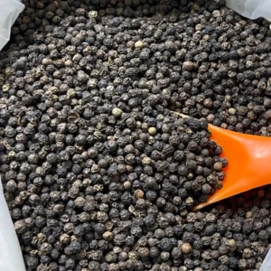 Black Pepper Plant Piper Nigrum Live Starter Plant 5-8 Inches Tall