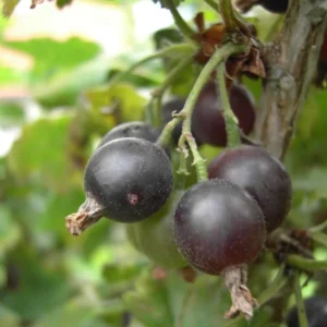 Black Velvet Gooseberry Bush Live Plant 7-15 Inch - Fruit Bareroot Outdoors