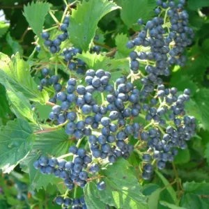 Blue Arrowwood Viburnum Plant, 4 Inch Pot