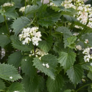 Blue Arrowwood Viburnum Plant, 4 Inch Pot
