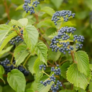 Blue Arrowwood Viburnum Plant, 4 Inch Pot