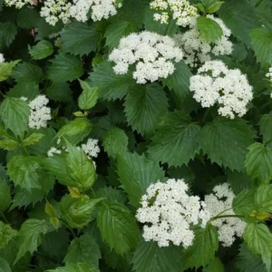 Blue Arrowwood Viburnum Plant, 4 Inch Pot