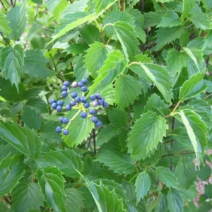 Blue Arrowwood Viburnum Plant, 4 Inch Pot