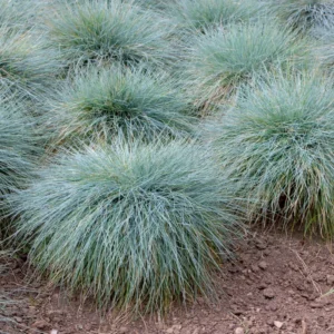 Blue Grass Live Plants - Ornamental Grass Seedlings - 4-6 Inch Outdoor Garden