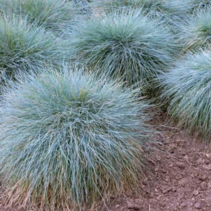 Blue Grass Live Plants - Ornamental Grass Seedlings - 4-6 Inch Outdoor Garden