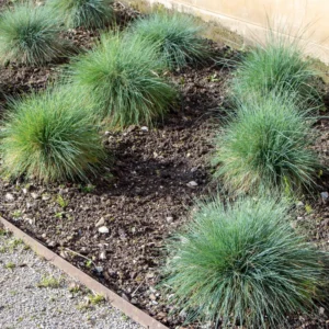 Blue Grass Live Plants - Ornamental Grass Seedlings - 4-6 Inch Outdoor Garden