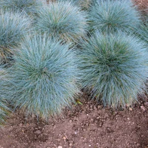 Blue Grass Live Plants - Ornamental Grass Seedlings - 4-6 Inch Outdoor Garden