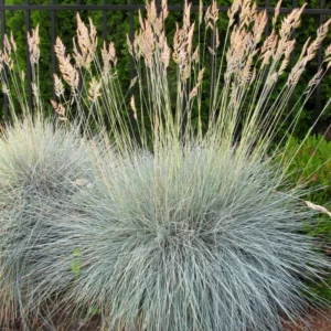 Blue Grass Live Plants - Ornamental Grass Seedlings - 4-6 Inch Outdoor Garden