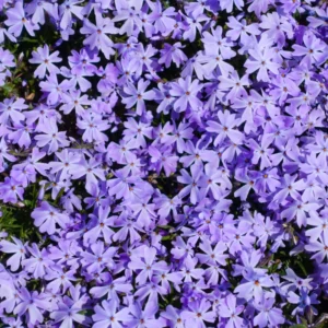 Blue Phlox Plant - 2.5 Inch Pot - Flowering Perennial