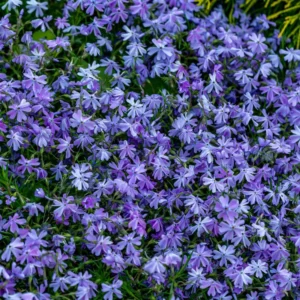Blue Phlox Plant - 2.5 Inch Pot - Flowering Perennial