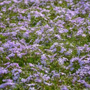 Blue Phlox Plant - 2.5 Inch Pot - Flowering Perennial