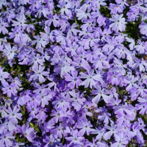 Blue Phlox Plant - 2.5 Inch Pot - Flowering Perennial