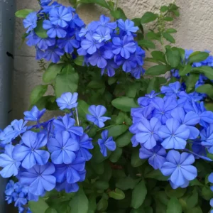Blue Plumbago Plants Live Set - 4 Inch Flower Shrubs - Outdoor Planting