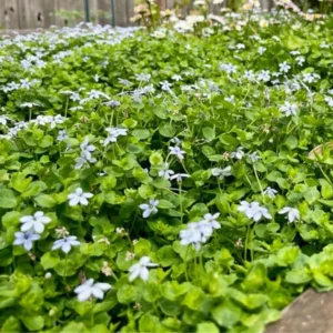 Blue Star Carpet Plant, 2.5 Inch Pot