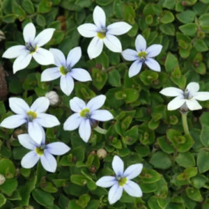 Blue Star Carpet Plant, 2.5 Inch Pot