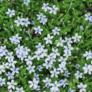 Blue Star Carpet Plant, 2.5 Inch Pot