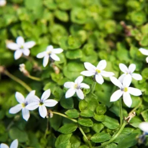 Blue Star Carpet Plant, 2.5 Inch Pot