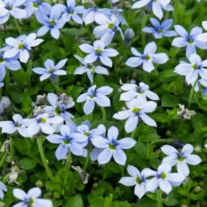 Blue Star Carpet Plant, 2.5 Inch Pot