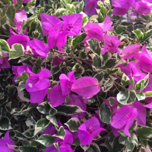 Blueberry Ice Bougainvillea Plant Live 5-7 Inch Indoor Outdoor Flowering Vine