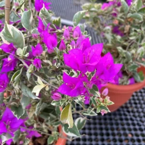 Blueberry Ice Bougainvillea Plant Live 5-7 Inch Indoor Outdoor Flowering Vine