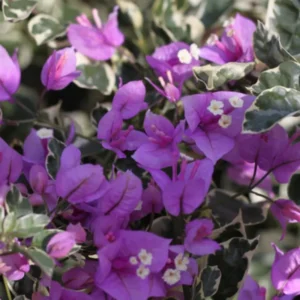 Blueberry Ice Bougainvillea Plant Live 5-7 Inch Indoor Outdoor Flowering Vine