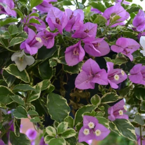 Blueberry Ice Bougainvillea Plant Live 5-7 Inch Indoor Outdoor Flowering Vine