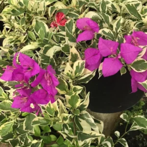 Blueberry Ice Bougainvillea Plant Live 5-7 Inch Indoor Outdoor Flowering Vine