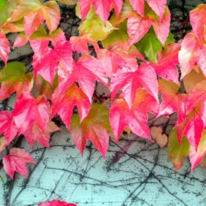 Boston Ivy Plant - 2.5 Inch Pot - Climbing Vine - Ornamental Foliage