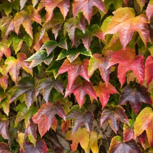 Boston Ivy Plant - 2.5 Inch Pot - Climbing Vine - Ornamental Foliage
