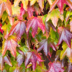 Boston Ivy Plant - 2.5 Inch Pot - Climbing Vine - Ornamental Foliage