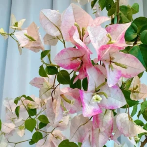 Bougainvillea Live Plant - White Pink Flowering Vine - 4-6 Inch Garden Plant