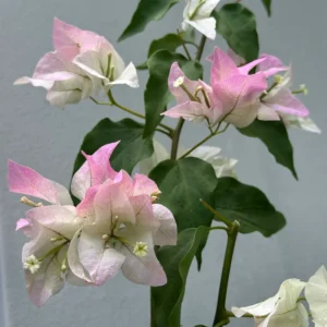 Bougainvillea Live Plant - White Pink Flowering Vine - 4-6 Inch Garden Plant