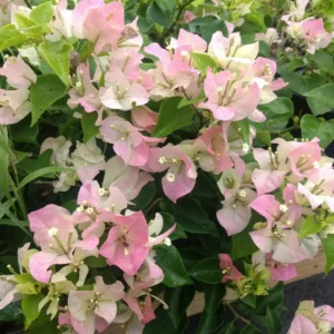 Bougainvillea Live Plant - White Pink Flowering Vine - 4-6 Inch Garden Plant