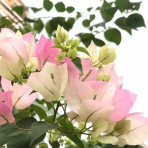 Bougainvillea Live Plant - White Pink Flowering Vine - 4-6 Inch Garden Plant