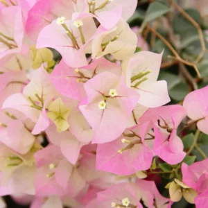 Bougainvillea Plant - Pink White Flower Starter Plant - 4-7 Inch Live Tree