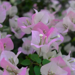 Bougainvillea Plant - Pink White Flower Starter Plant - 4-7 Inch Live Tree
