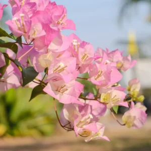 Bougainvillea Plant - Pink White Flower Starter Plant - 4-7 Inch Live Tree
