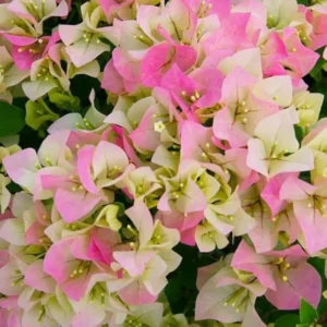 Bougainvillea Plant - Pink White Flower Starter Plant - 4-7 Inch Live Tree