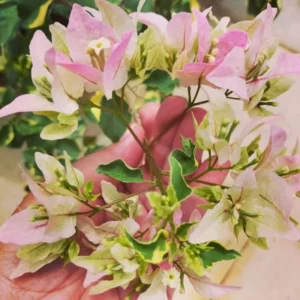 Bougainvillea Plant - Pink White Flower Starter Plant - 4-7 Inch Live Tree