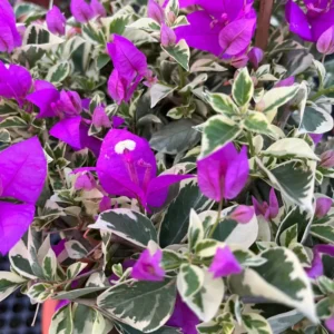 Bougainvillea Plant, Purple Flower Plant, Rooted Starter, 5 Inch Tall