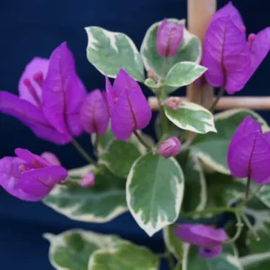 Bougainvillea Plant, Purple Flower Plant, Rooted Starter, 5 Inch Tall