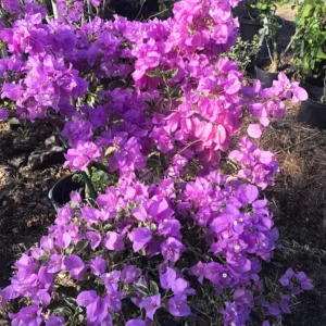 Bougainvillea Plant, Purple Flower Plant, Rooted Starter, 5 Inch Tall