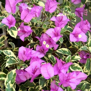 Bougainvillea Plant, Purple Flower Plant, Rooted Starter, 5 Inch Tall