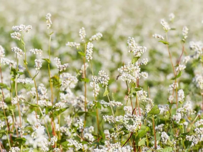 Buckwheat (Fagopyrum esculentum)