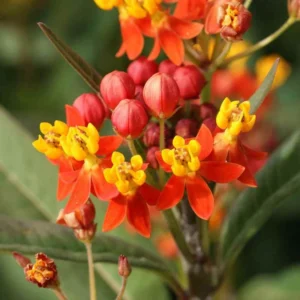 Butterfly Milkweed Live Plants - Asclepias Tuberosa - Outdoor Planting - 4-9 Inch Height