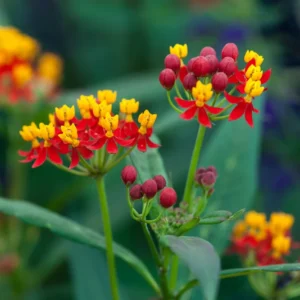 Butterfly Milkweed Live Plants - Asclepias Tuberosa - Outdoor Planting - 4-9 Inch Height