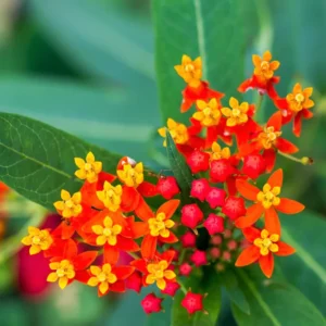 Butterfly Milkweed Live Plants - Asclepias Tuberosa - Outdoor Planting - 4-9 Inch Height