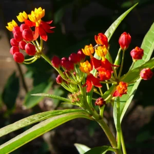 Butterfly Milkweed Live Plants - Asclepias Tuberosa - Outdoor Planting - 4-9 Inch Height