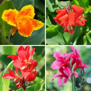 Canna Lily Mix - 3 Multi Color Flower Plants, Fall Planting Bareroot